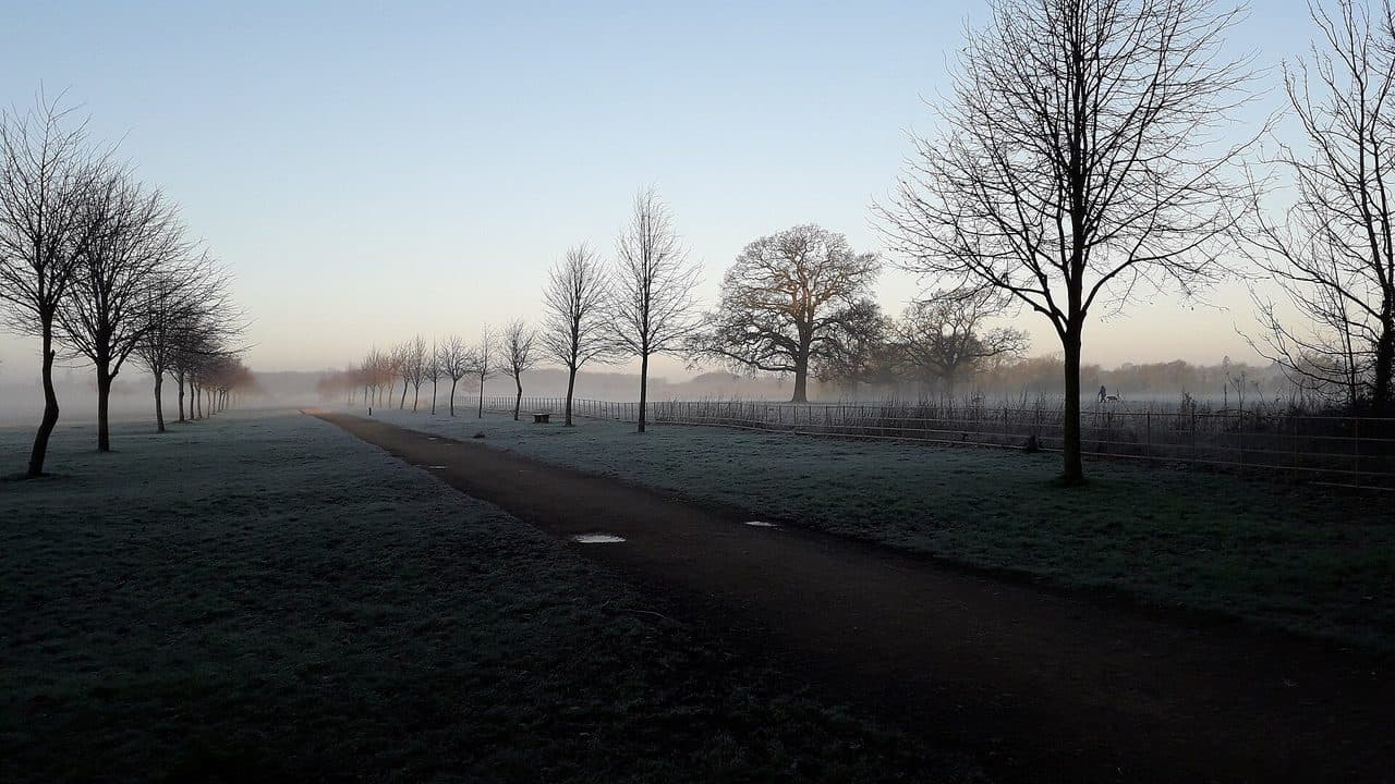 Parc givré au lever du soleil en hiver, arbres nus et brume